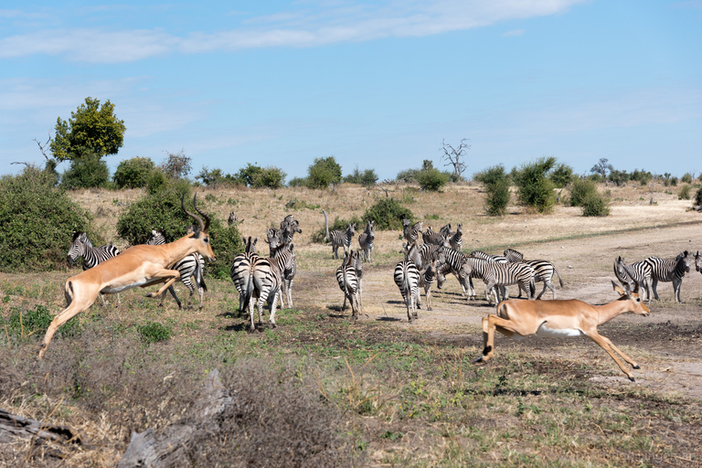 Chobe-Nationalpark: Tagestour mit Flussbootsfahrt