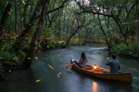 Kuala Selangor Eagle , Fireflies & Blue Tears Boat Tour
