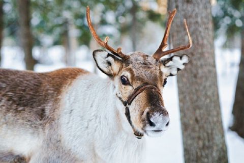 Helsinki: Nuuksio Reindeer Park Tour