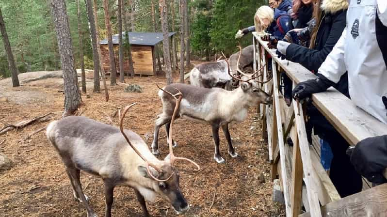 helsinki reindeer tour