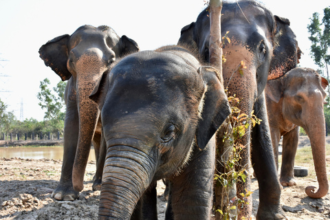 De Bangkok: circuit de sauvetage de la faune et des éléphants