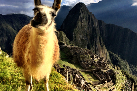 Cusco : Visite d'une jounée du Machu Picchu