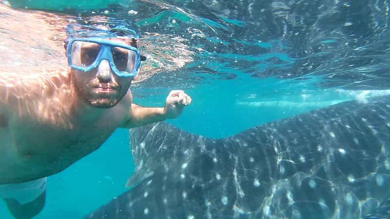 Oslob: Whaleshark, Inambakan falls & Moalboal Sardines Tour | GetYourGuide