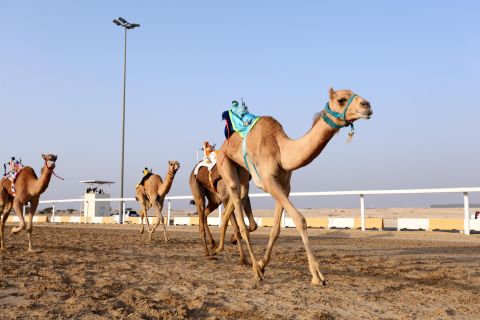 Museo dello sceicco Faisal e giro in cammello