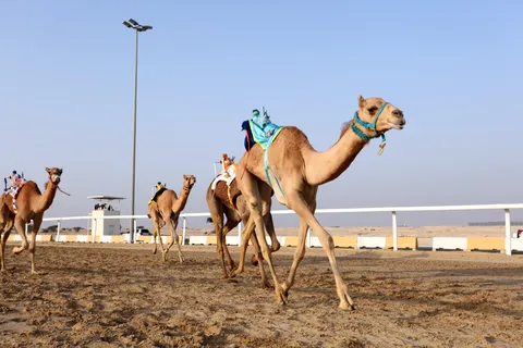 Sheikh Faisal Museum & Kamel Track Tour