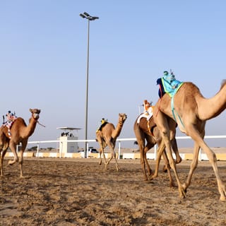 Al-Shahaniya: Sheikh Faisal Museum & Camel Track Tour