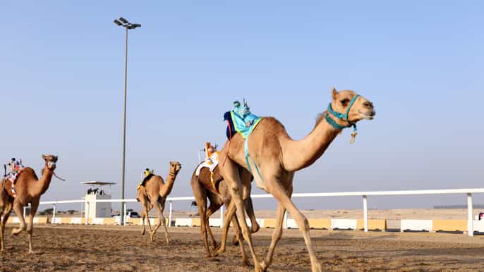 alshahaniya sheikh faisal museum camel track tour