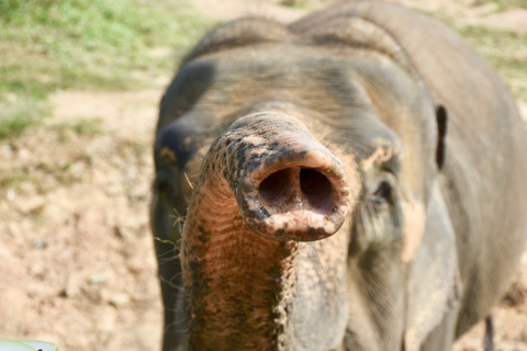 Desde Bangkok: tour de rescate de fauna y elefantes