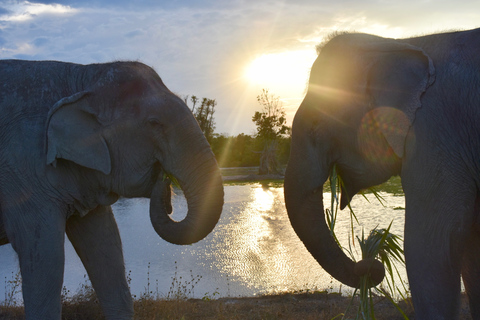 De Bangkok: circuit de sauvetage de la faune et des éléphants