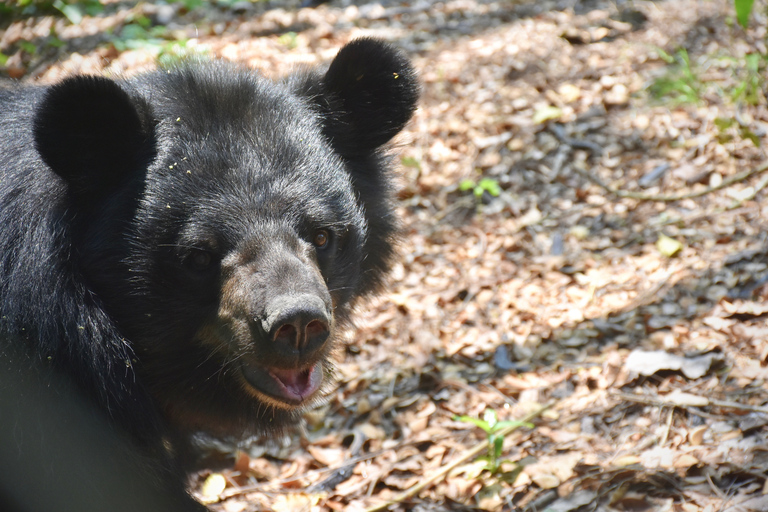 From Bangkok: Wildlife Rescue and Elephant Rescue Tour