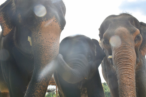 Desde Bangkok: tour de rescate de fauna y elefantes