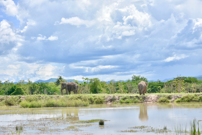 De Bangkok: circuit de sauvetage de la faune et des éléphants