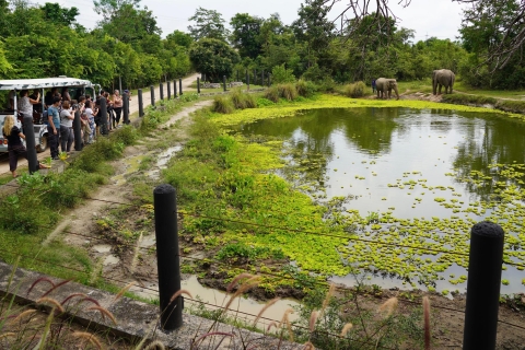 De Bangkok: circuit de sauvetage de la faune et des éléphants