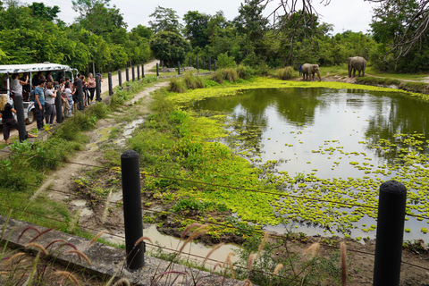 Desde Bangkok: tour de rescate de fauna y elefantes