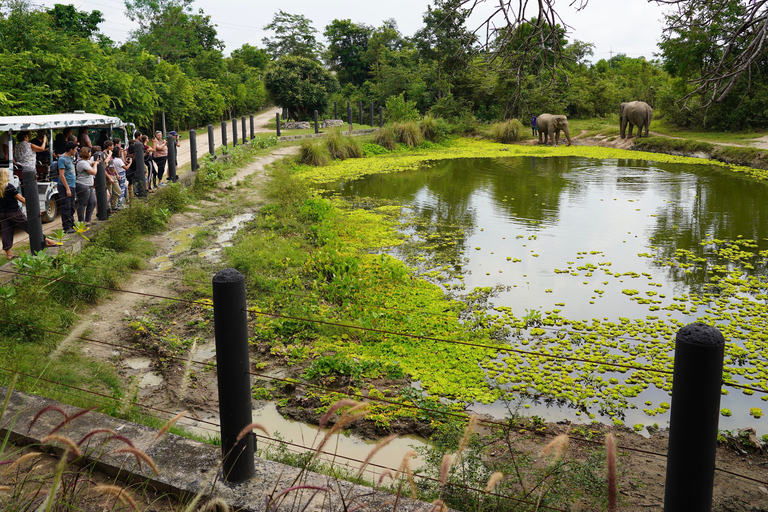 From Bangkok: Wildlife Rescue and Elephant Rescue Tour