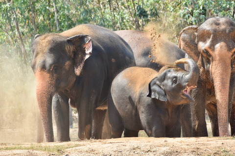 Desde Bangkok: tour de rescate de fauna y elefantes