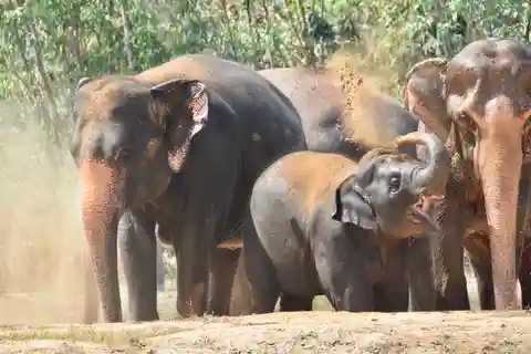 Von Bangkok aus: Wildlife Rescue und Elefantenrettung Tour