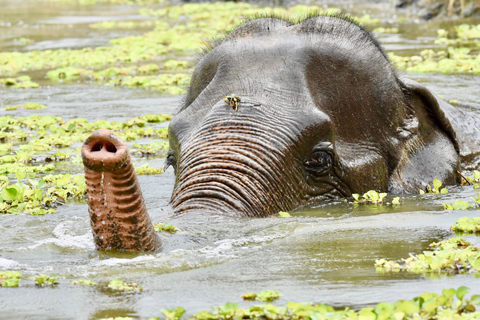 From Bangkok: Wildlife Rescue and Elephant Rescue Tour