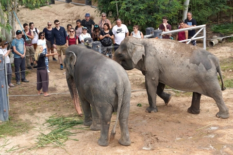 De Bangkok: circuit de sauvetage de la faune et des éléphants