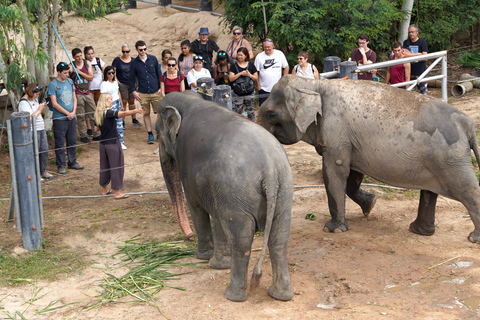 From Bangkok: Wildlife Rescue and Elephant Rescue Tour