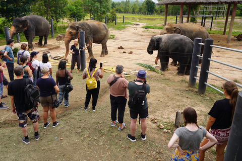 From Bangkok: Wildlife Rescue and Elephant Rescue Tour