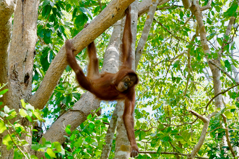 Van Bangkok: Wildlife Rescue and Elephant Rescue Tour