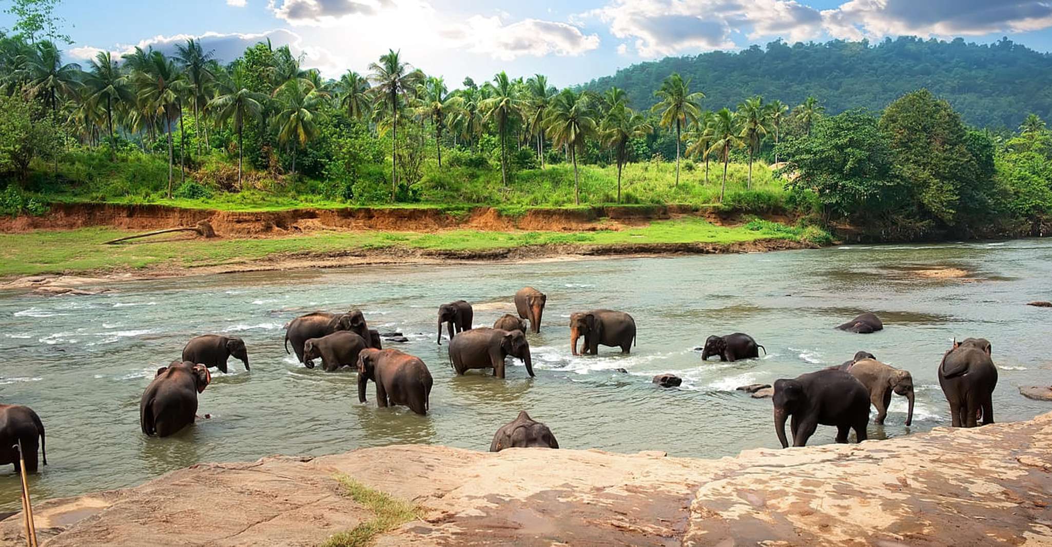 Full-Day Guided Tour to Ella/Rawana Falls/Little Adam's peak - Housity