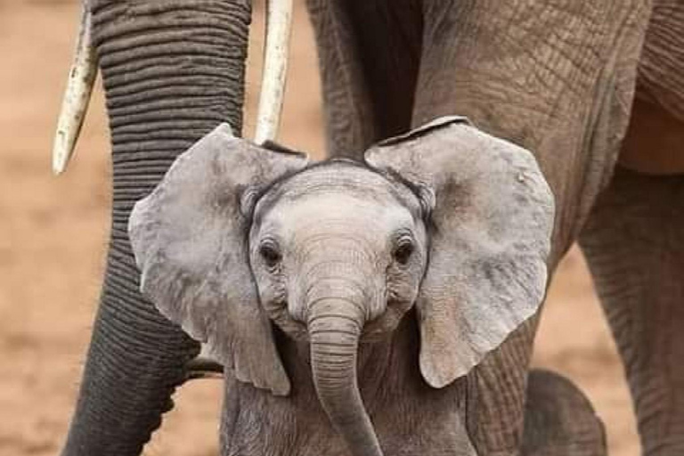 3-dagars safari Zanzibar till Nyerere Park med båt, bil och flyg