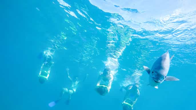 snorkel sea adventure in cabo san lucas