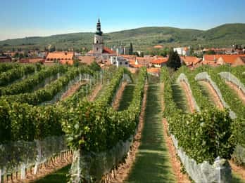 Bratislava: Weintour durch die Karpaten mit Verkostung Bratislava: Weintour durch die Karpaten mit Verkostung