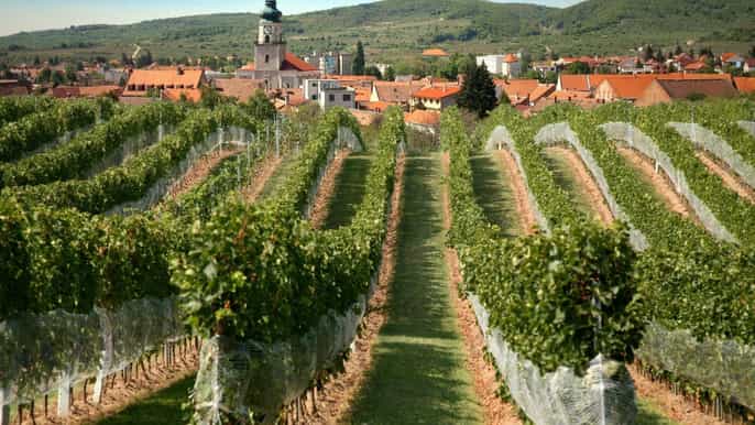 bratislava tour de 6 horas por el vino de los cárpatos y degustación