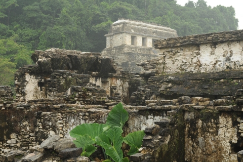 Agua Azul, Misol-Ha & Palenque Ruins Tour in Spanish