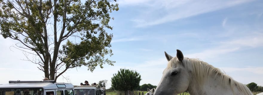Camargue : Safari au départ des Saintes-Maries-de-la-Mer