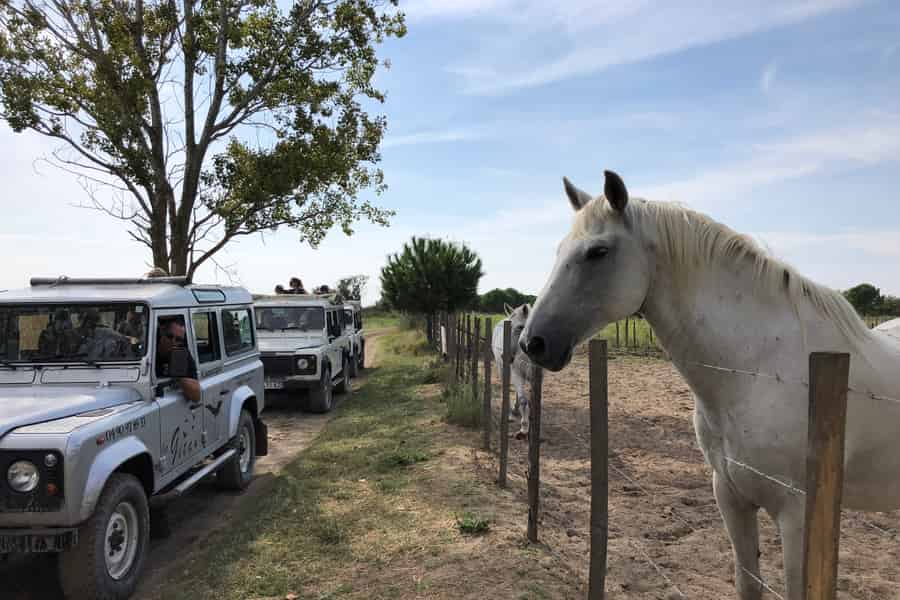 Camargue: Safari von Saintes-Maries-de-la-Mer. Foto: GetYourGuide