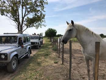 Camargue: Safari von Saintes-Maries-de-la-Mer