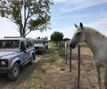 Camargue: Safari from Saintes-Maries-de-la-Mer