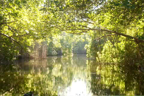 Jamaica: Black River Safari, YS Falls, and Appleton Rum Tour