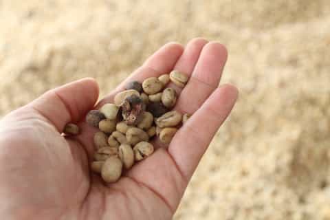 Bogotá: Guided 5-Hour Coffee Farm Tour