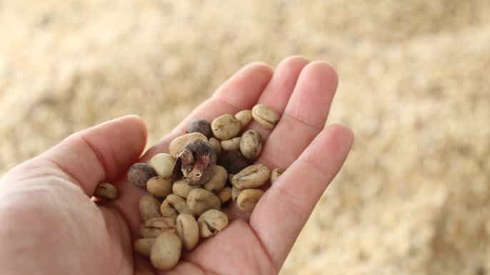 bogotá guided 5hour coffee farm tour