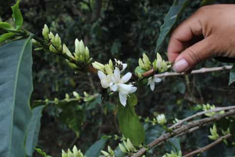 Bogotá: Guided 5-Hour Coffee Farm Tour