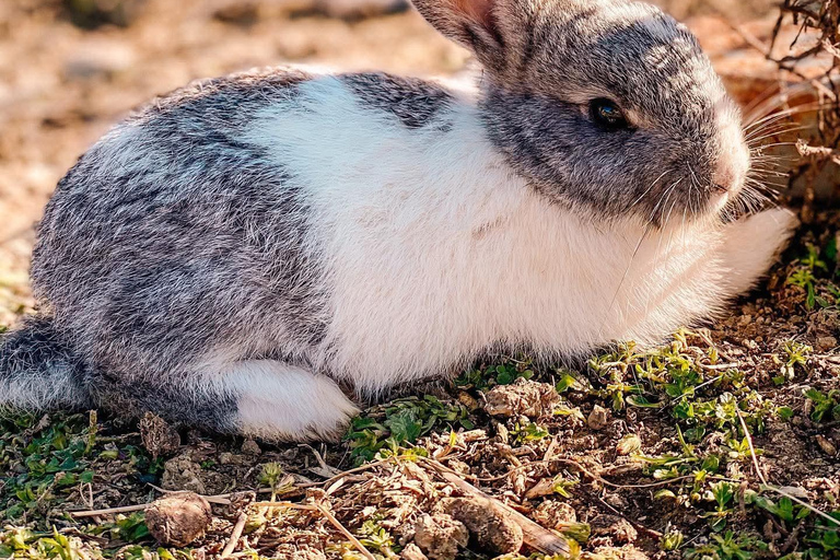 From Durres: Farmland, Vineyard &amp; Wine Tasting Tour