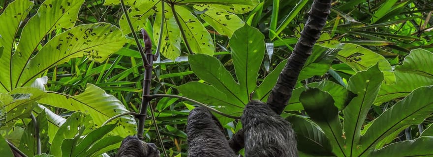 San José: Excursão a Pé pela Natureza com Bichos-Preguiça, Pássaros e Árvores