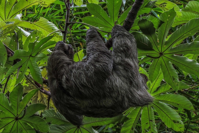 San Jose: begeleide natuurwandeling met biologen op zoek naar luiaards