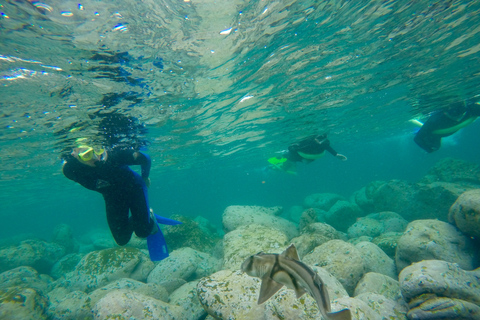 Plages de Manly et Shelly : excursion de snorkelingConditions d'annulation : 60 % remboursé jusqu'à 24 h avant