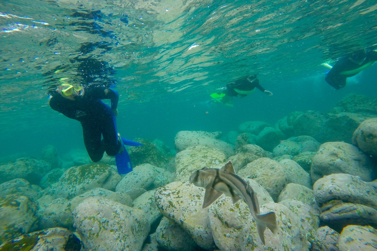 Sydney: Manly and Shelly Beach Snorkeling Tour