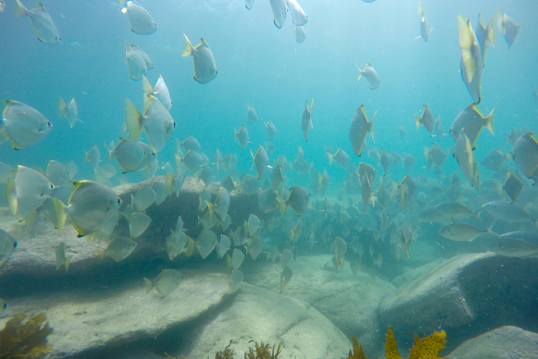 Manly & Shelly Beach: snorkeltourAnnuleringsbeleid: 100% restitutie tot 7 dagen van tevoren