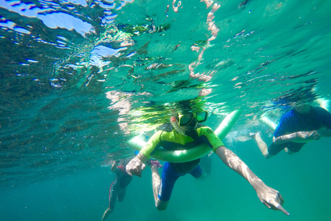 Tour de snorkel en Manly y Shelly BeachTour de snorkel en la playa de Manly y Shelly