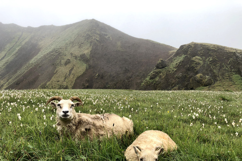 Randonnée privée à Reykjadalur et visite géothermique de la rivière chaudeRandonnée privée à Reykjadalur - Rivière chaude