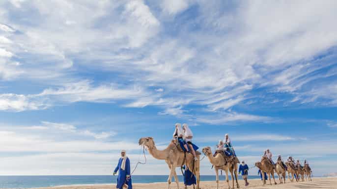 camel safari in cabo san lucas