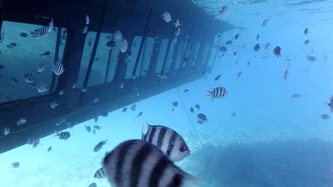 red sea sea scope submarine trip